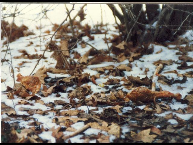 It is Winter Camp Universe Policy to not label pictures in our galleries