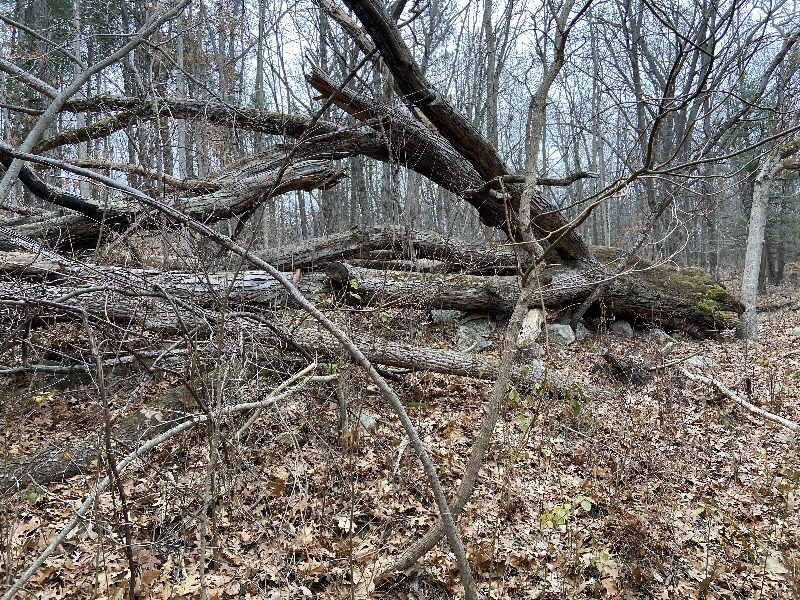 It is Winter Camp Universe Policy to not label pictures in our galleries