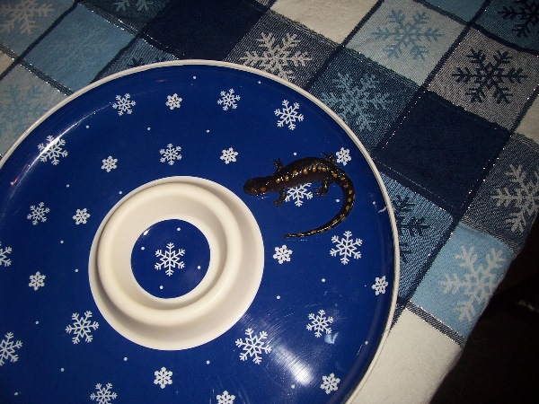 It is Winter Camp Universe Policy to not label pictures in our galleries