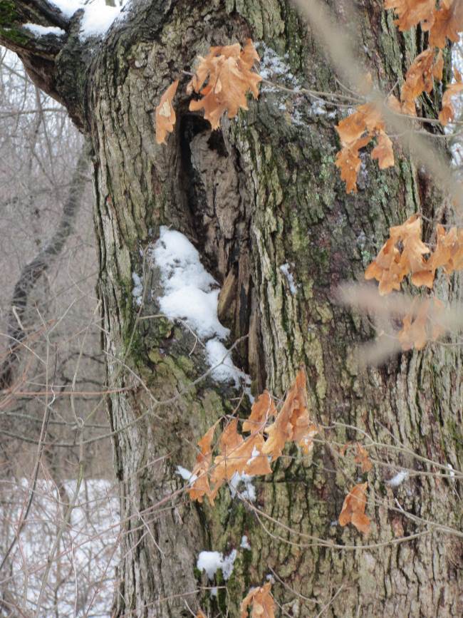 It is Winter Camp Universe Policy to not label pictures in our galleries